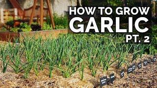 How to Grow Garlic Part 2  Water Fertilizing Pests amp Diseases [upl. by Euqinomad]