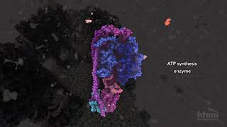 ATP Synthesis  HHMI BioInteractive Video [upl. by Reviere]