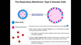 Type II Alveolar Cells  Pulmonary Surfactant [upl. by Iuq597]