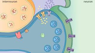 Sensitization in Aplysia [upl. by Aneres]