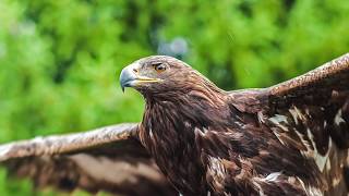 El Águila Real [upl. by Hands341]