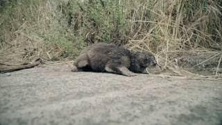 Ritrovamento e morte di un povero cagnolino [upl. by Alehcim309]