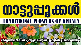 51 Flowers names in Malayalam amp English കേരളത്തിലെ 51 നാടൻ പൂക്കളുടെ പേരുകൾ [upl. by Walliw]