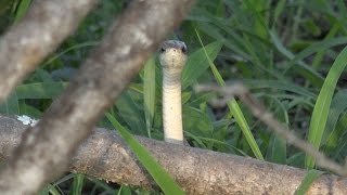 Dwarf Mongoose vs a deadly snake [upl. by So]