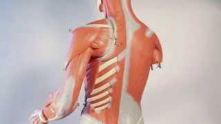 Muscles That Move the Pectoral Girdle [upl. by Frazier]