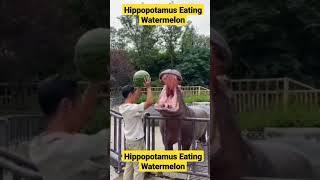 Hippopotamus Eating Watermelon [upl. by Dilan]