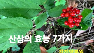 산삼 효능 7가지 [upl. by Saul659]