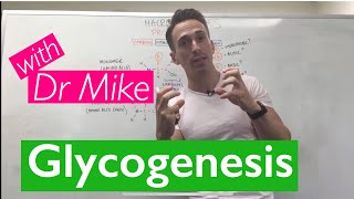 Glycogenesis amp Glycogenolysis [upl. by Packer539]