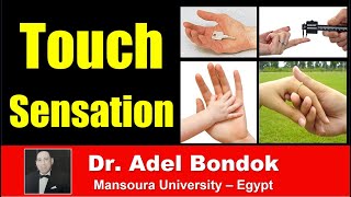 Pathway of Touch Sensation Dr Adel Bondok [upl. by Odo]