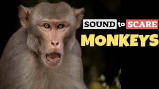 Sound To Scare Monkeys [upl. by Arlie215]