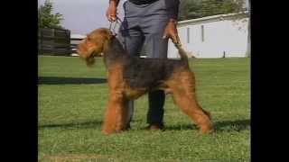 Airedale Terrier  AKC Dog Breed Series [upl. by Carn528]