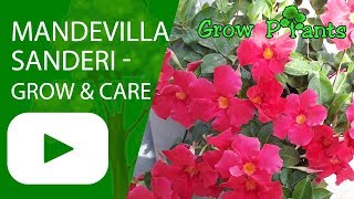 Mandevilla sanderi  grow and care [upl. by Winwaloe]