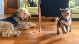 Airedale puppy play time [upl. by Atterys]