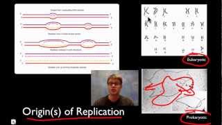 DNA Replication [upl. by Seen]