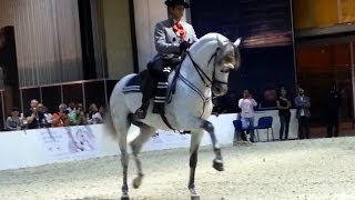 Andalusian Dancing Horse at DIAHS [upl. by Darcey797]