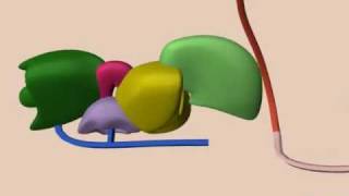 mRNA Splicing [upl. by Maccarthy]