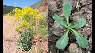 Isatis Dyers Woad Herbal Medicine from Invasive Species [upl. by Cirdahc]