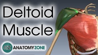 Deltoid Muscle Anatomy  AnatomyZone [upl. by Adnov]