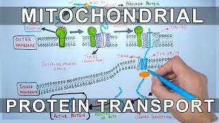 Protein Transport into Mitochondria [upl. by Sitruc]