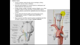 VÍDEO AULA DE NERVO VAGO [upl. by Duff]