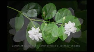 comment multiplier et bouturer le jasmin sambac darabie how to grow jasmin plant from cuttings [upl. by Ainotahs]