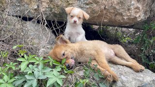 The cry for help of two dogs abandoned by their cruel owner on the side of the road and I saved them [upl. by Raul]