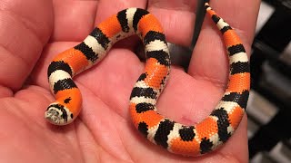 TriColored Hognose AZ [upl. by Dyna]