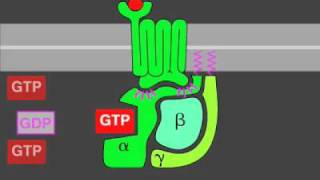 Gprotein signaling [upl. by Golliner622]