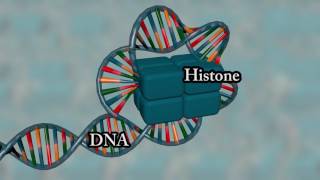 Chromosome structure  Medical animation [upl. by Waldman]