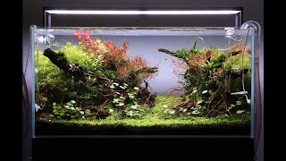 Aquascape Tutorial Step by Step 90cm Planted Aquarium [upl. by Mulloy280]