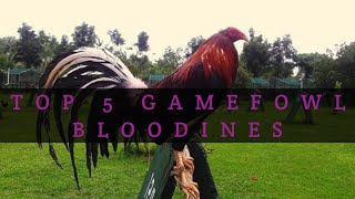 TOP 5 GAMEFOWL BLOODLINES [upl. by Nared]