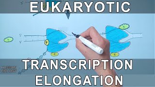 Transcription Elongation in Eukaryotes [upl. by Ormsby]