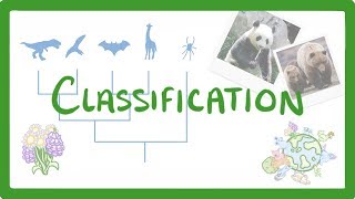 GCSE Biology  Classification 80 [upl. by Esyahc]