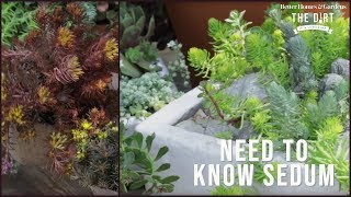 All About Sedum  The Dirt  Better Homes amp Gardens [upl. by Dickey]