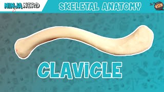 Clavicle Anatomy [upl. by Hemingway]