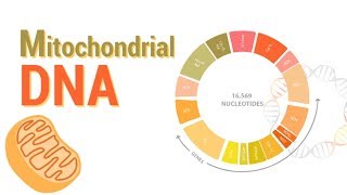 DNA Replication Animation  Super EASY [upl. by Alurta]