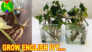 How to grow english ivy at home quickly [upl. by Harahs]