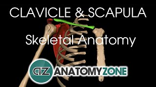 Clavicle and Scapula  Shoulder Girdle  Anatomy Tutorial [upl. by Aenej]