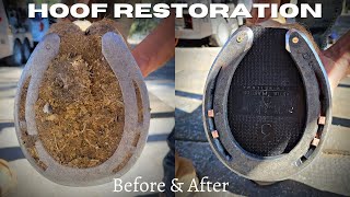 Very Satisfying  Hoof Restoration  Farrier ASMR [upl. by Corie214]