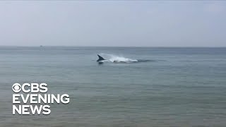 Deadly shark attack on Cape Cod [upl. by Anaitit]