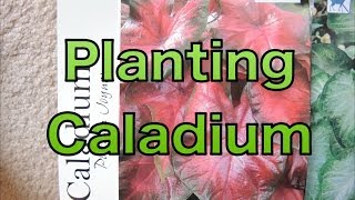 Planting Caladium Bulbs  Lets get a head start [upl. by Ataga]