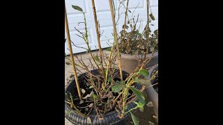 Mandevilla and preparing for Spring Planting [upl. by Ahsim]