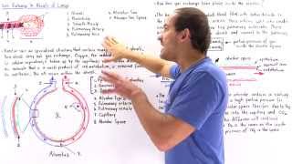 Alveolar Structure and Gas Exchange [upl. by Suhpesoj]