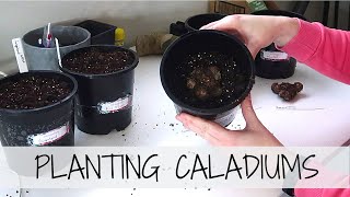 GROWING CALADIUMS 🌱 How To Prepare amp Plant Your Caladium Bulbs [upl. by Ryter]