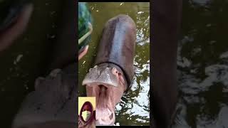 🆕 Hippo Eat Watermelon Asmr Hippo Eating Top Video [upl. by Sabella]