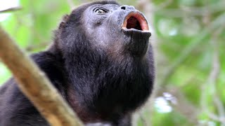 Howler monkeys the strongest sound of the tropical jungle full version [upl. by Pooley298]