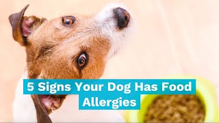 5 Signs of Food Allergies In Dogs [upl. by Donia]