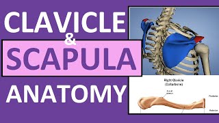 Clavicle and Scapula Anatomy The Pectoral Girdle [upl. by Ahsial]