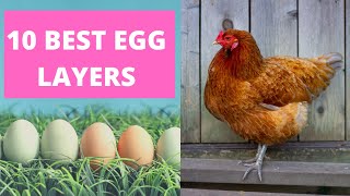 BEST CHICKENS FOR LAYING EGGS [upl. by Alamap]