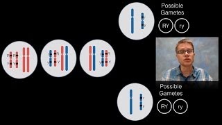 Chromosomal Inheritance [upl. by Yeniffit]